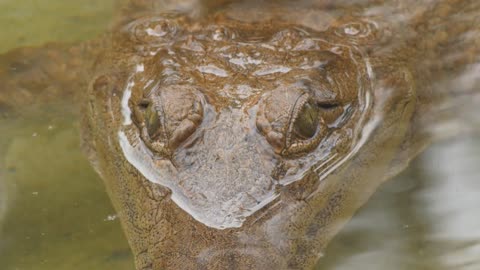 Australian freshwater crocodile, Johnstone's crocodile or freshie