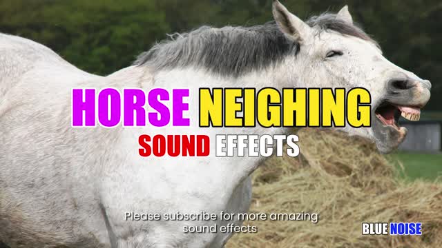 Horse Neighing sound effects