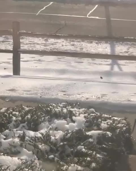 Bob works dog on the street