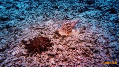 Conch VS starfish