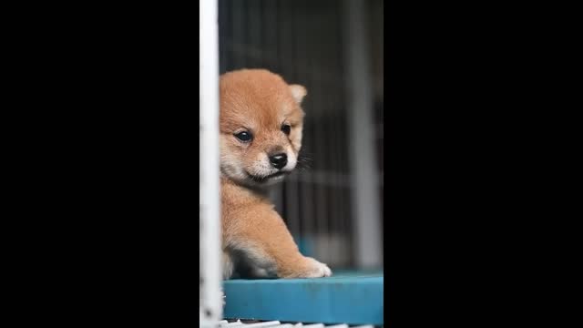 Cute dogs video #shorts