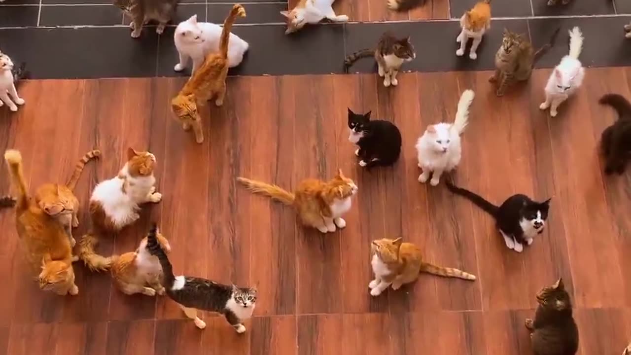 Beautifull Cat Collection In Brazil