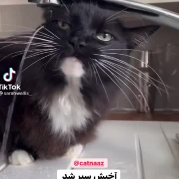 How do cats drink water?