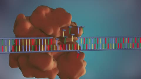 DNA replication - 3D