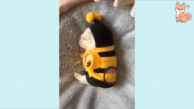 you will laugh a lot at these cute dogs