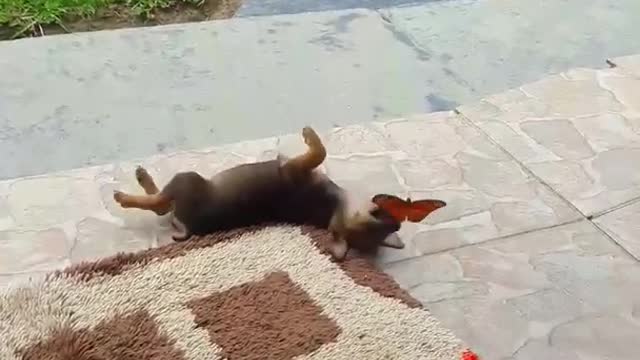 Dog and butterfly