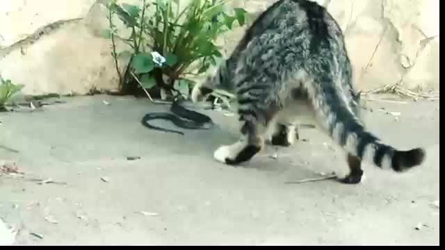 snake vs cat snake vs hen