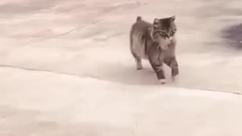 Funny Cat Video Compilation In 10 Seconds