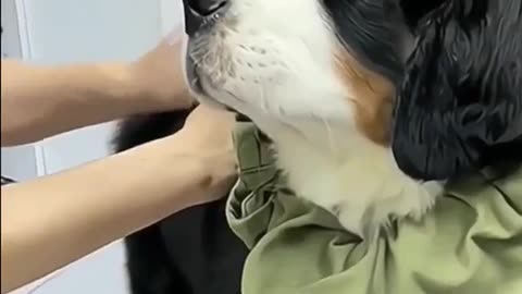 animals