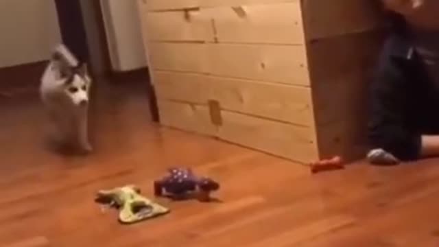 С ЖИВОТНЫМИ _ Кошки против Собак _ Смешные животные 2022