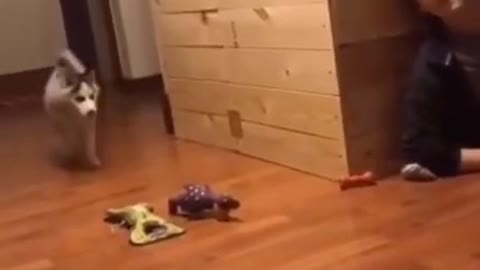 С ЖИВОТНЫМИ _ Кошки против Собак _ Смешные животные 2022