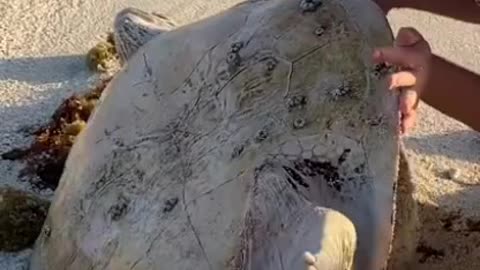 Very bigger turtle