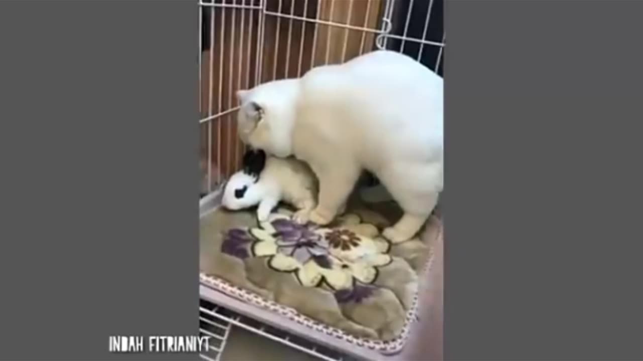 Funny movement 🤣 😄