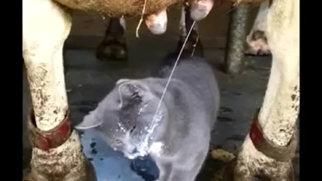 cows and cats