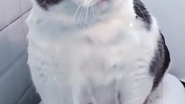 Cats are so hilarious tiktok