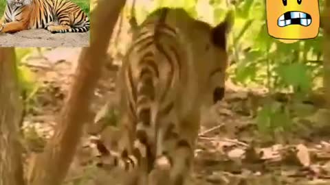 Monkey vs tiger funny