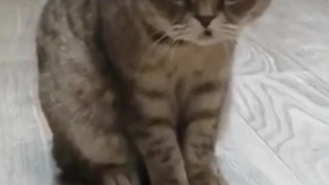 Cat playing with dominos