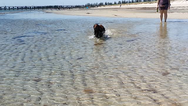 Braxton the Sausage beach slow motion