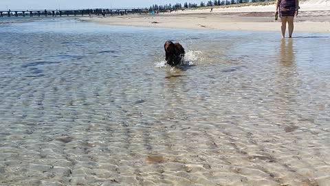 Braxton the Sausage beach slow motion