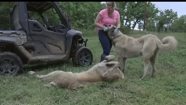 Aggressive dogs that are nightmares to wild animals
