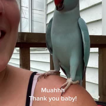 How do parrots talk Malkin 😄