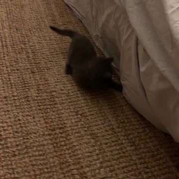 Kittens Play Hide and Seek