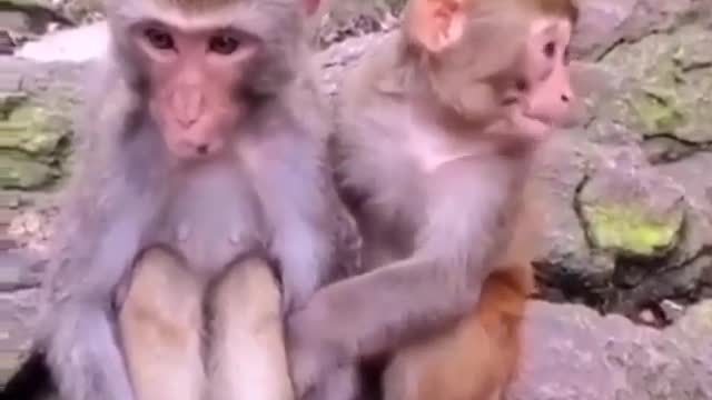 funny animal clips