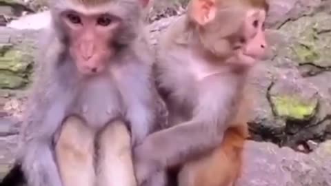 funny animal clips