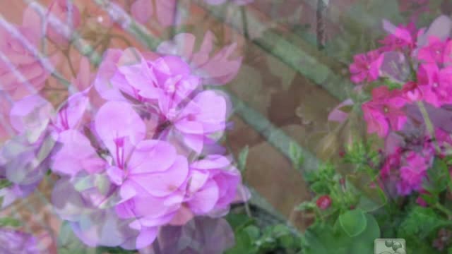 Flowers from the garden and singing