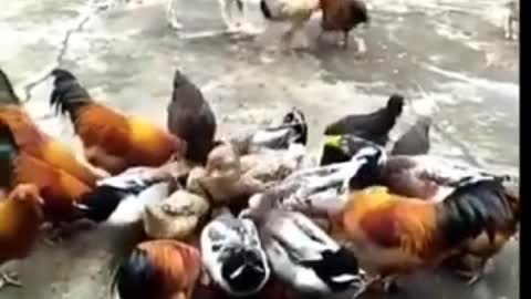 Chicken VS Dog