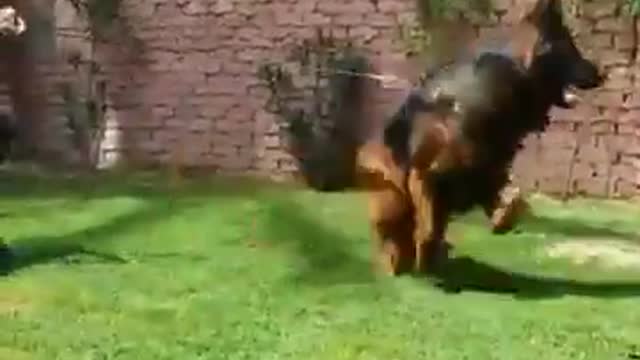 what did the dog see that he wanted to escape from the hands of his master