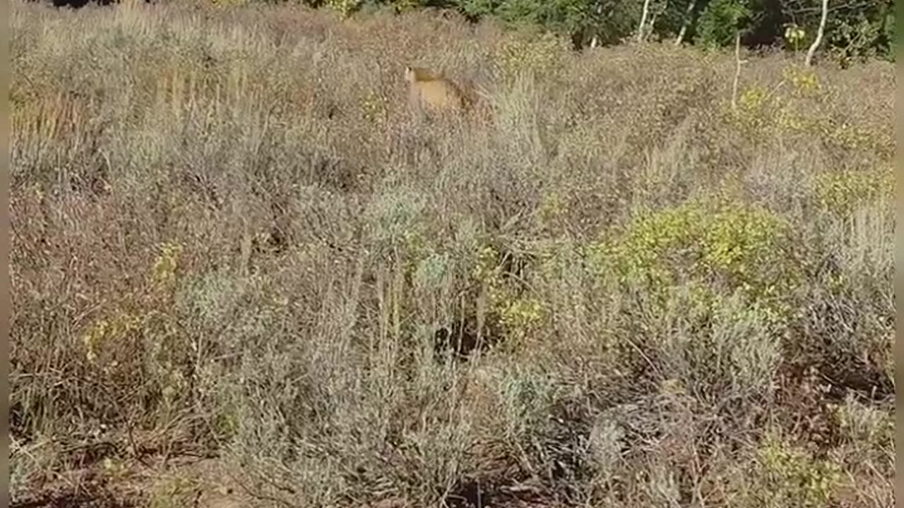 tiger attack