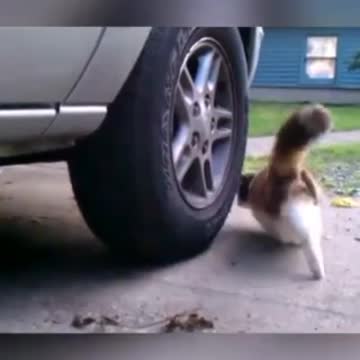 cat 🐈 cat 🐱🐈🐈chat 🐱