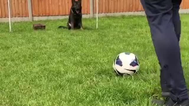 Goal-keeper dog has World Cup fever, blocks free kick