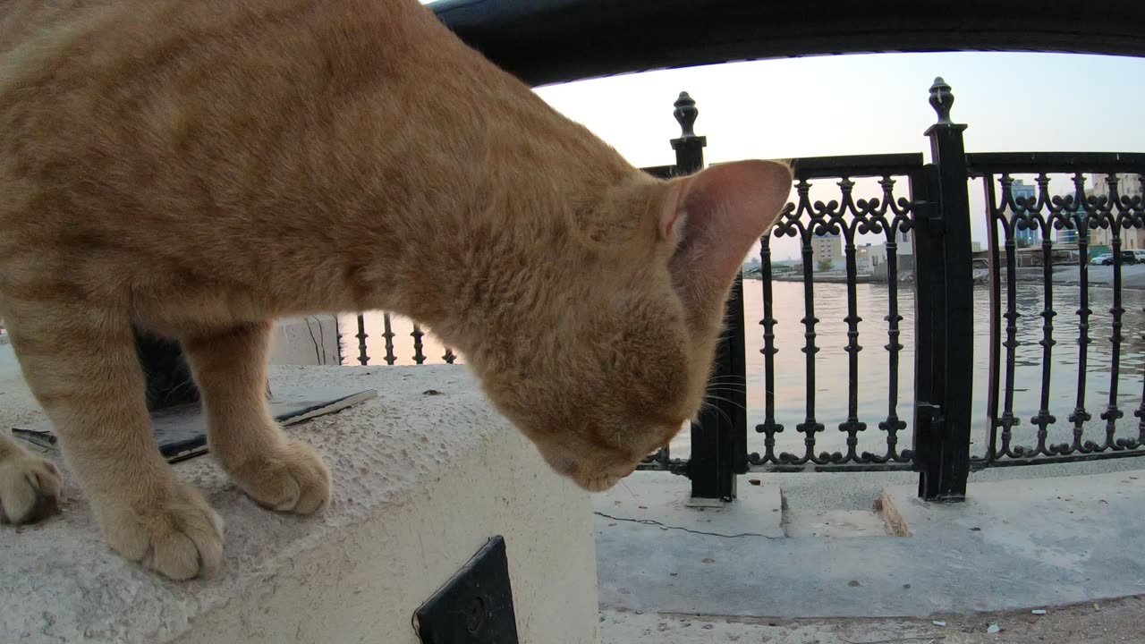 Homeless cats: ED SHEERAN & CHRIS MARTIN & MICHAEL JACKSON #ChrisMartin #MichaelJackson #EdSheeran