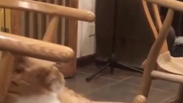 Funny Cat Claims Chair and Pushes Person Away! Try Not to Laugh! #shorts