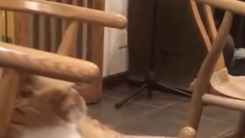 Funny Cat Claims Chair and Pushes Person Away! Try Not to Laugh! #shorts