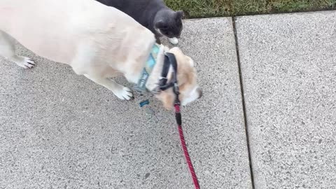 Cat Joins Dogs On A Walk