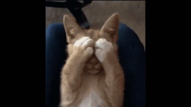 Gif video of cat lying on her owner's lap