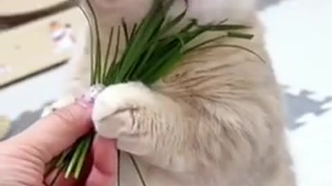 Amazing cat 🐈 trending video