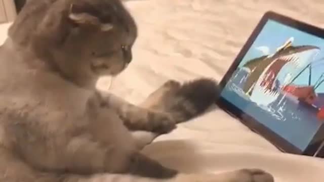 cute cat watching drawing.