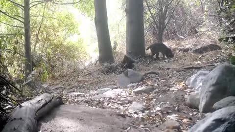 Bobcat Kills Rattlesnake While Fighting - 1147348