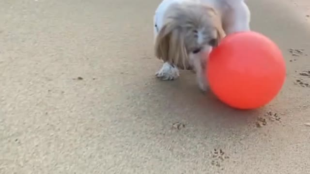 Puppy And Puppies Play A Ball In The Beach Part 01