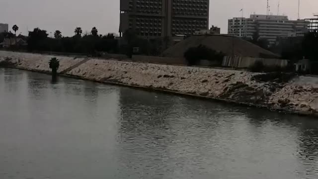 Gulls flying over the river (birds)