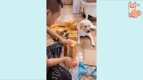 -You will laugh at all the DOGS 🤣 Funny DOG Videos 😂🐶