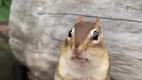 cute squirrel