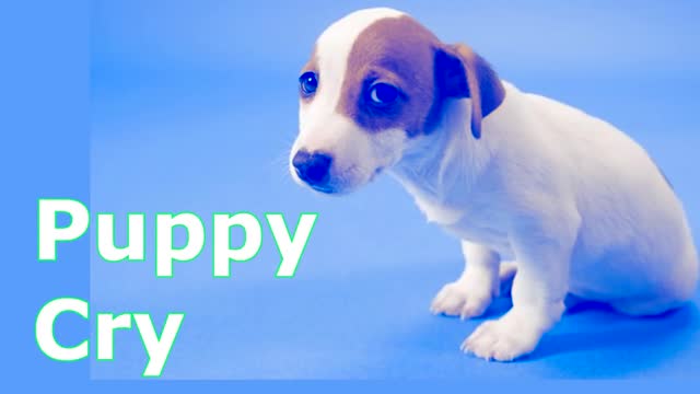 Puppy crying sound ~ dog crying sound effect to stimulate your dog