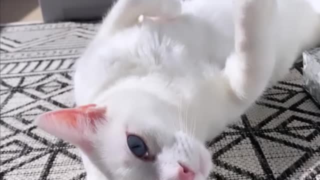 "Purrsonally I believe I’m not meant to work. I’m meant to do this all day.