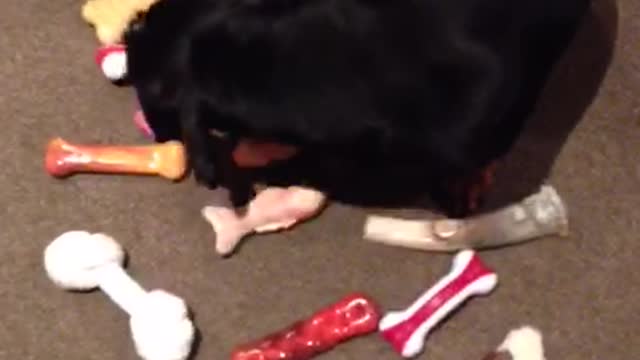 Clever Dogs Choose New Toy