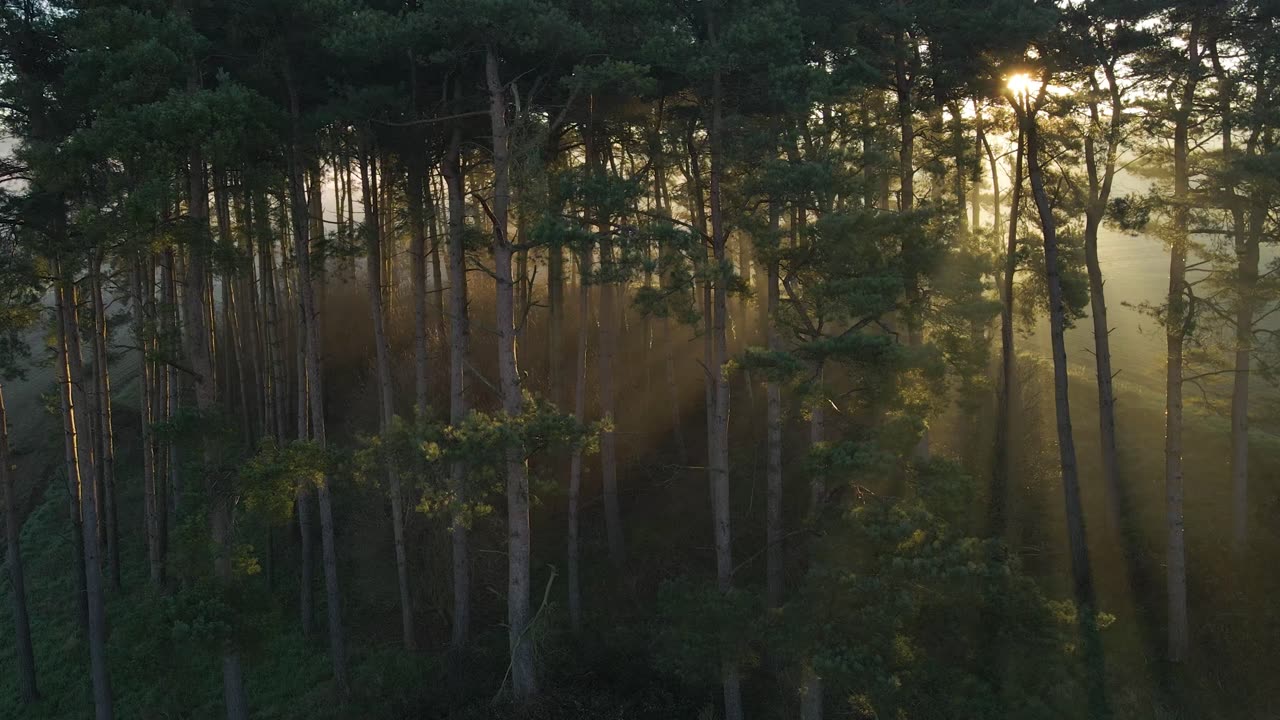 Drone Shot Orbiting Woodland as Sunlight Bursts Through Trees